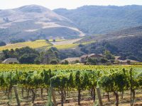 Lush Grapes in a Transverse Canyon