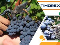 Biopesticide Timorex Gold