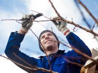 pruning in the vineyard