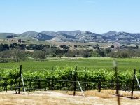 Livermore Vineyards