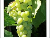 Falanghina