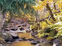 Babbling Brook in Lithia Park in the Fall