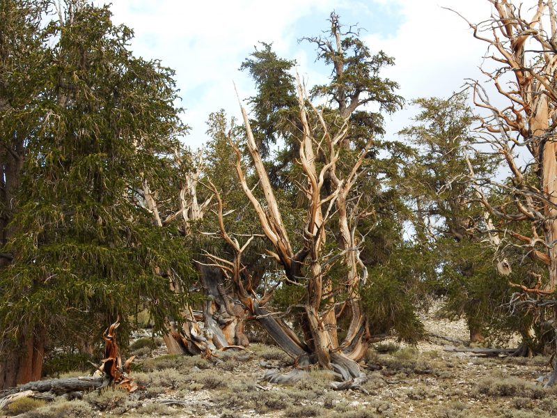  Ancient Bristlecone Pine trees