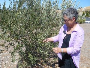 Ann shows an olive oil tree 