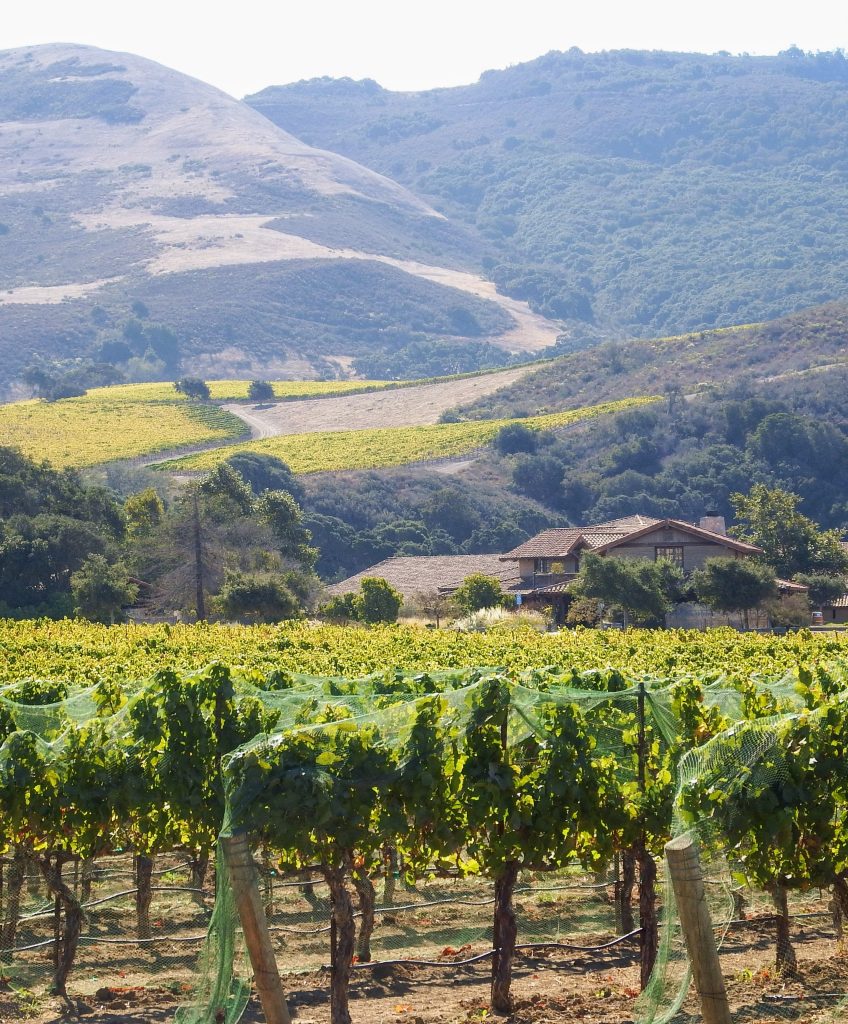 Lush Grapes in a Transverse Canyon