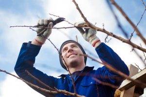 pruning in the vineyard