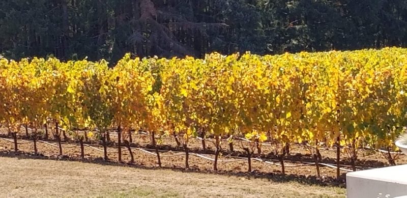 Oregon Vineyard in the sunshine