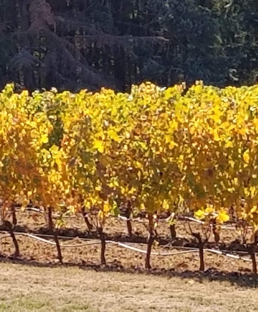 Oregon Vineyard in the sunshine