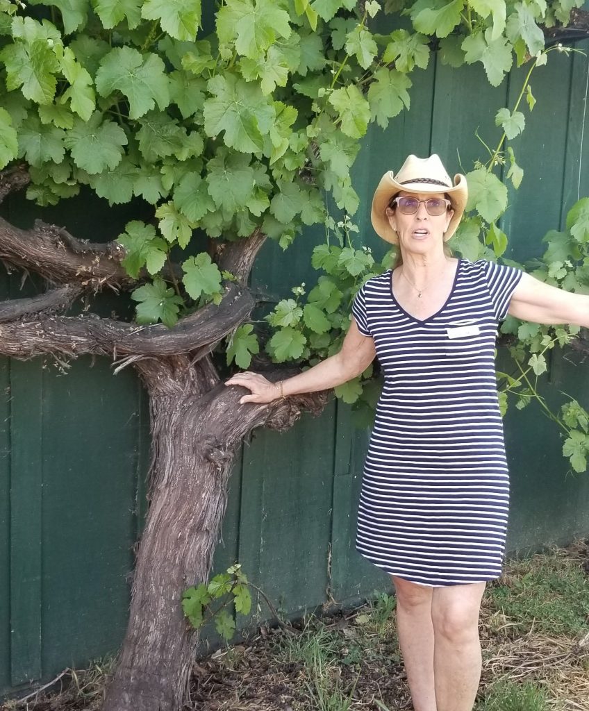 Salomé Garau-Taylor shows the giant grapevine that has grown up the side of the barn.