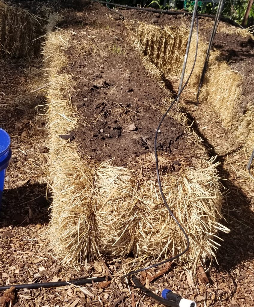 straw bale garden of Salomé Garau-Taylor