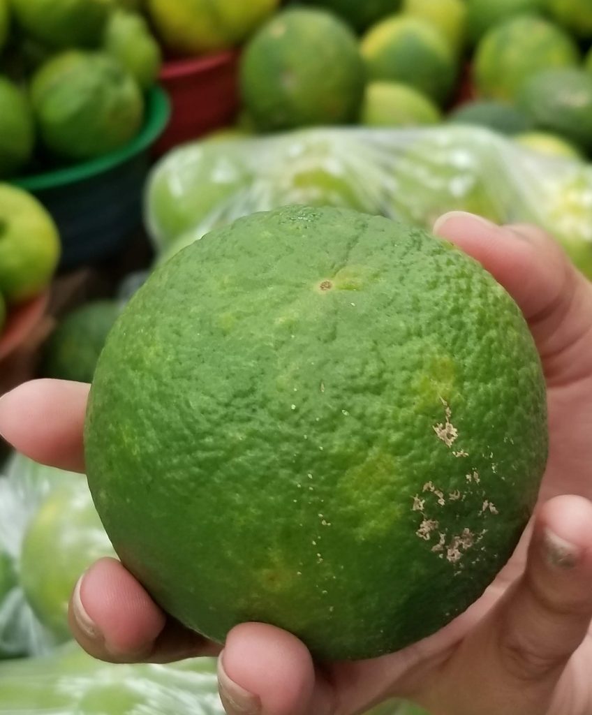 Sour orange, unique to the area