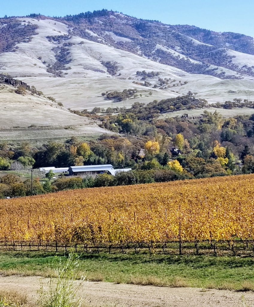 The vineyards and surrounding hillsides