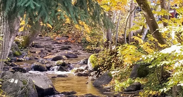 Babbling Brook in Lithia Park in the Fall