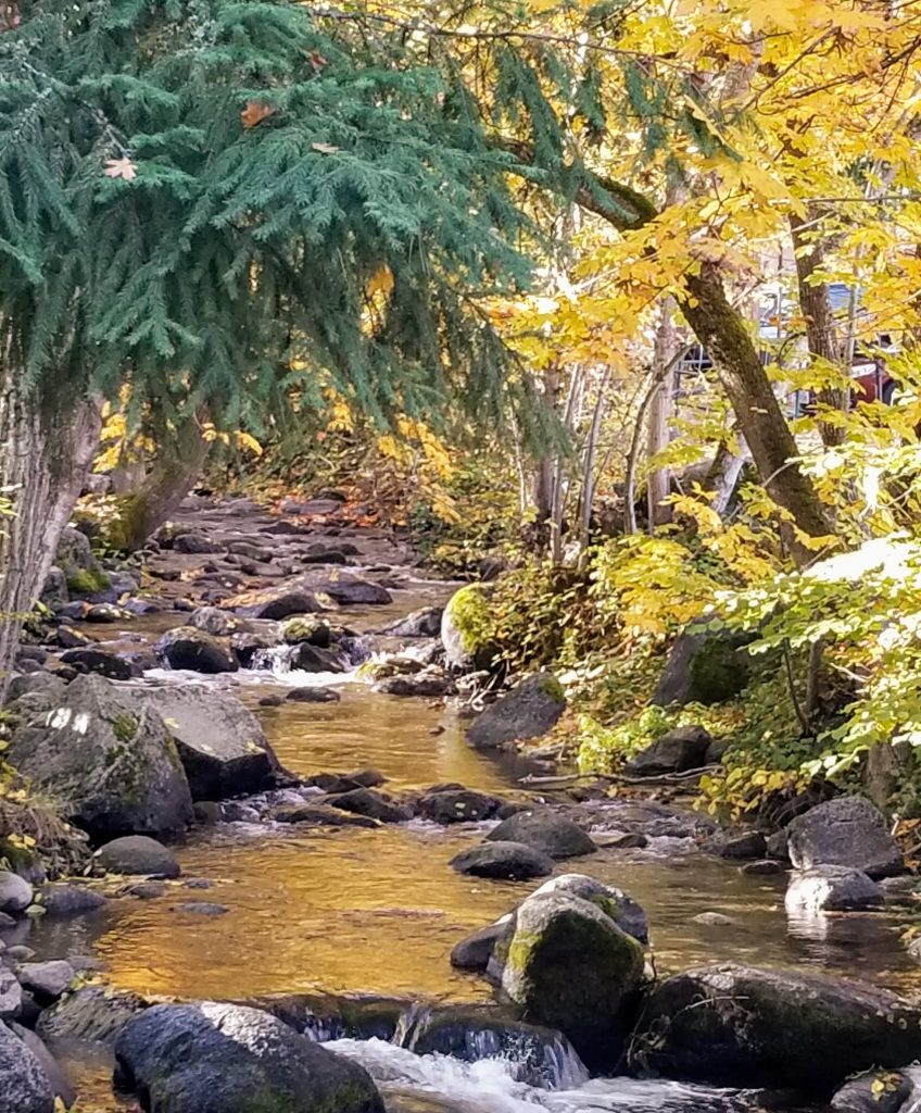 Babbling Brook in Lithia Park in the Fall