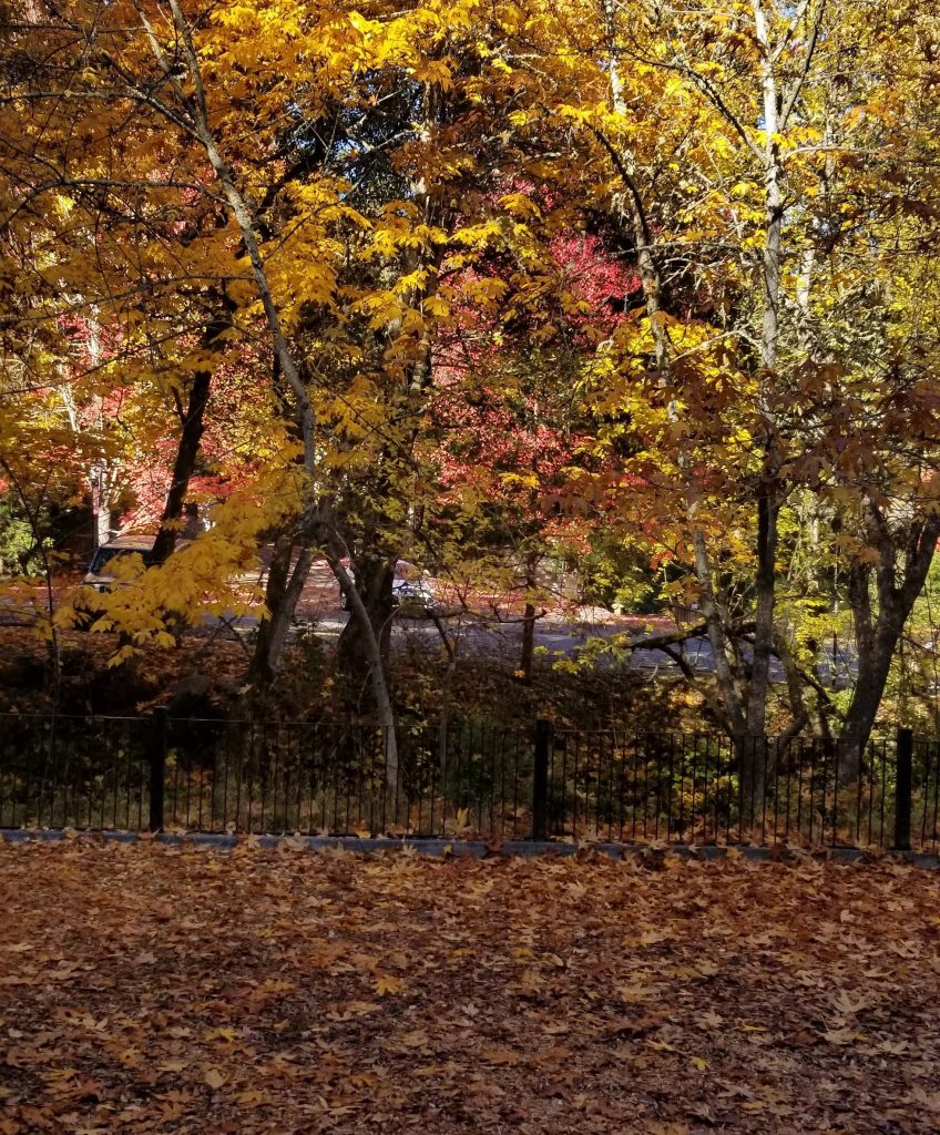 Fall colors in Lithia Park