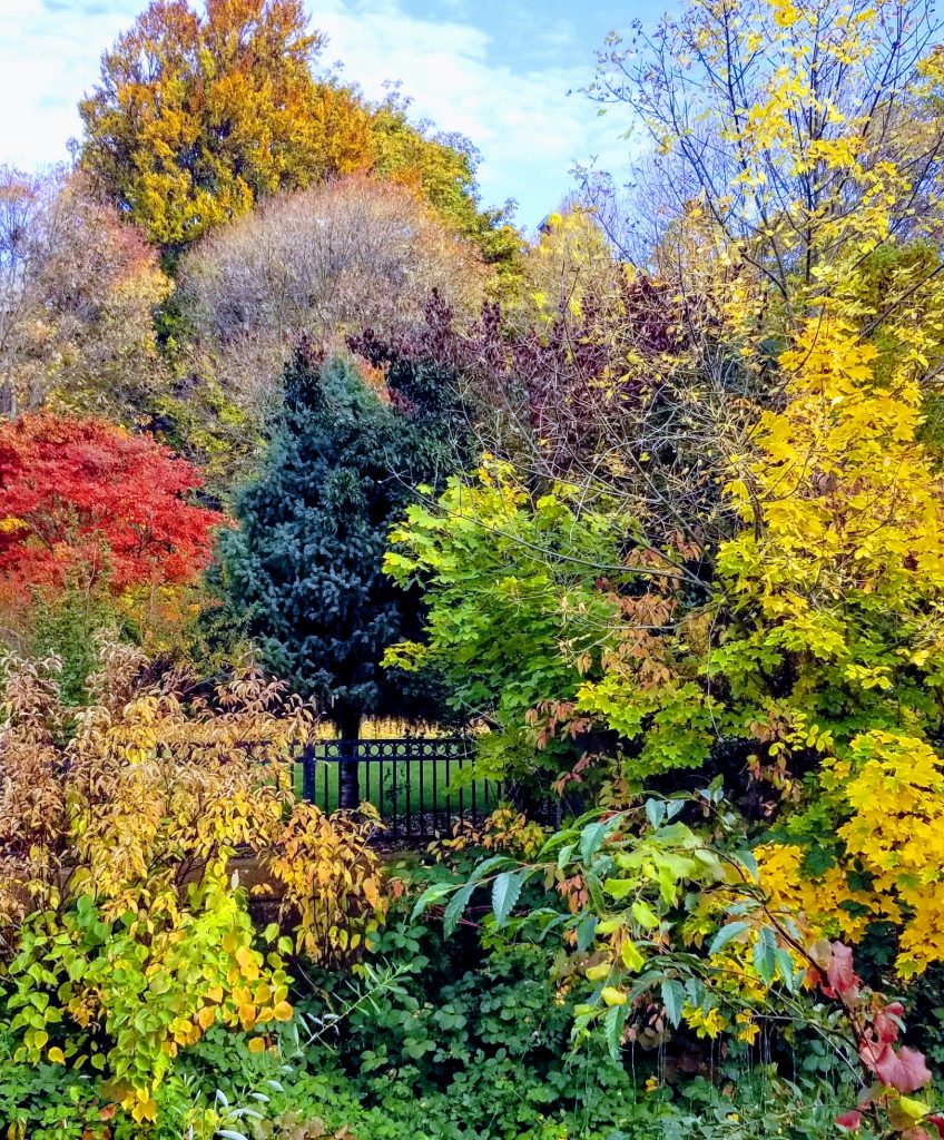 Fall in Lithia Park