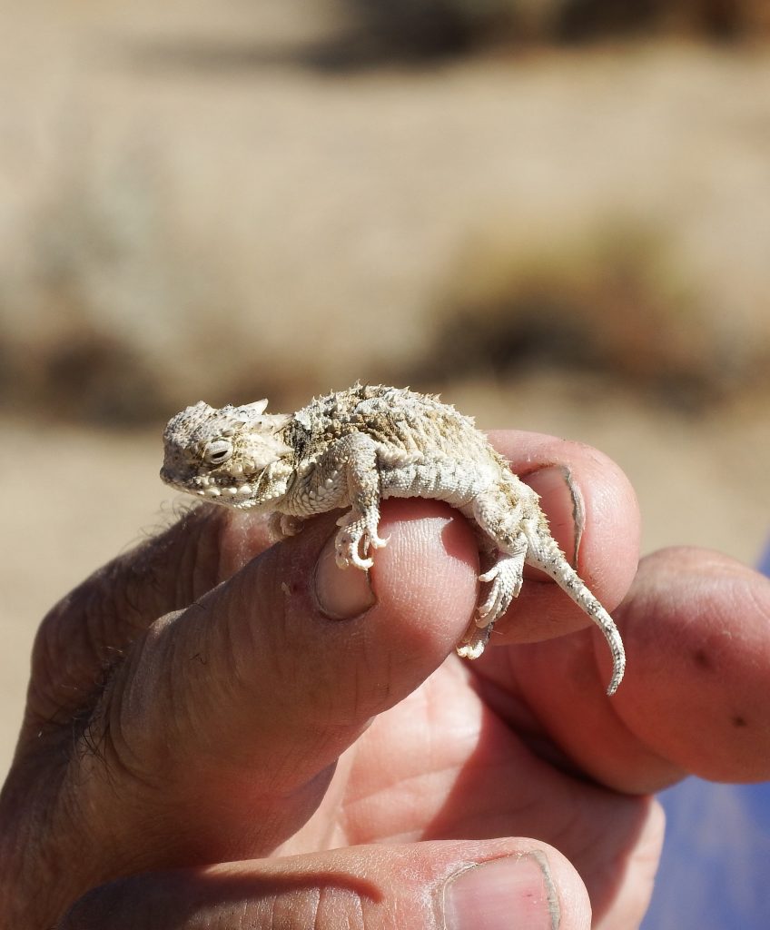 Horny Toad