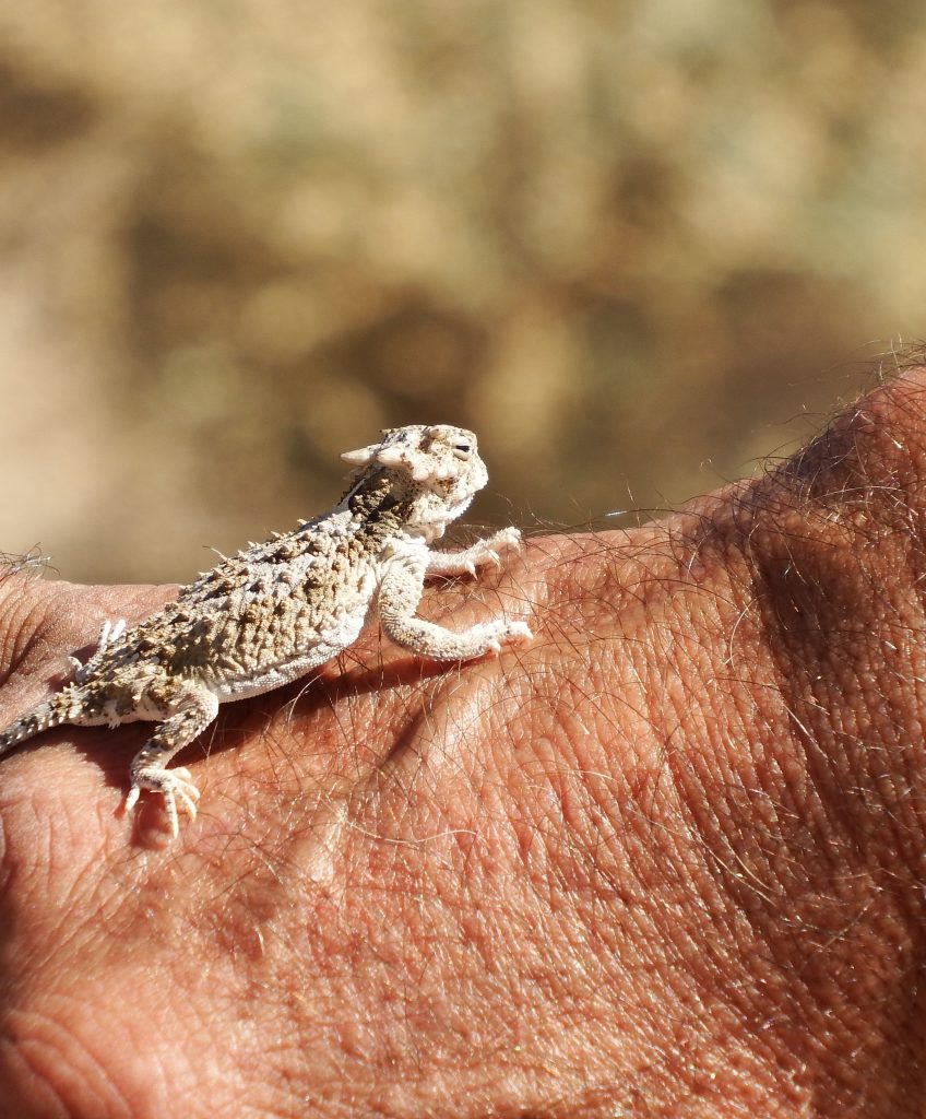 Horny Toad