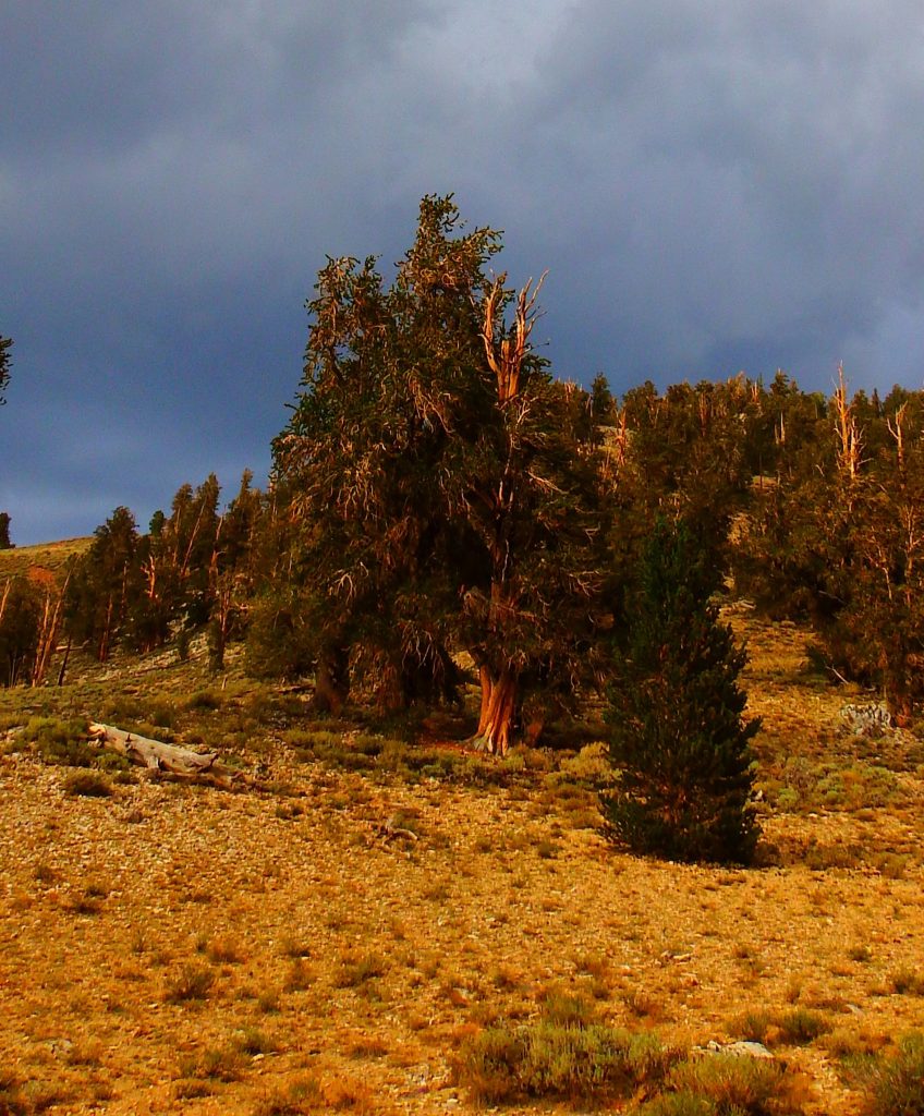 Bristlecone Pine Forest