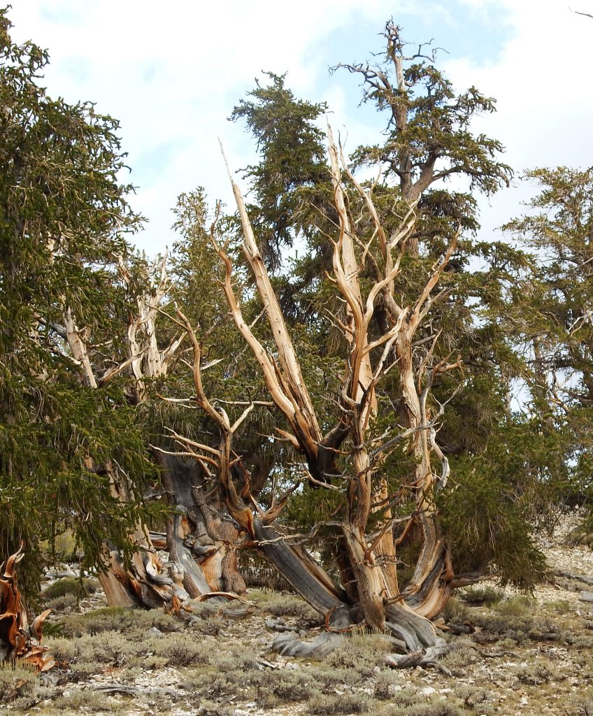 Ancient Bristlecone Pine trees