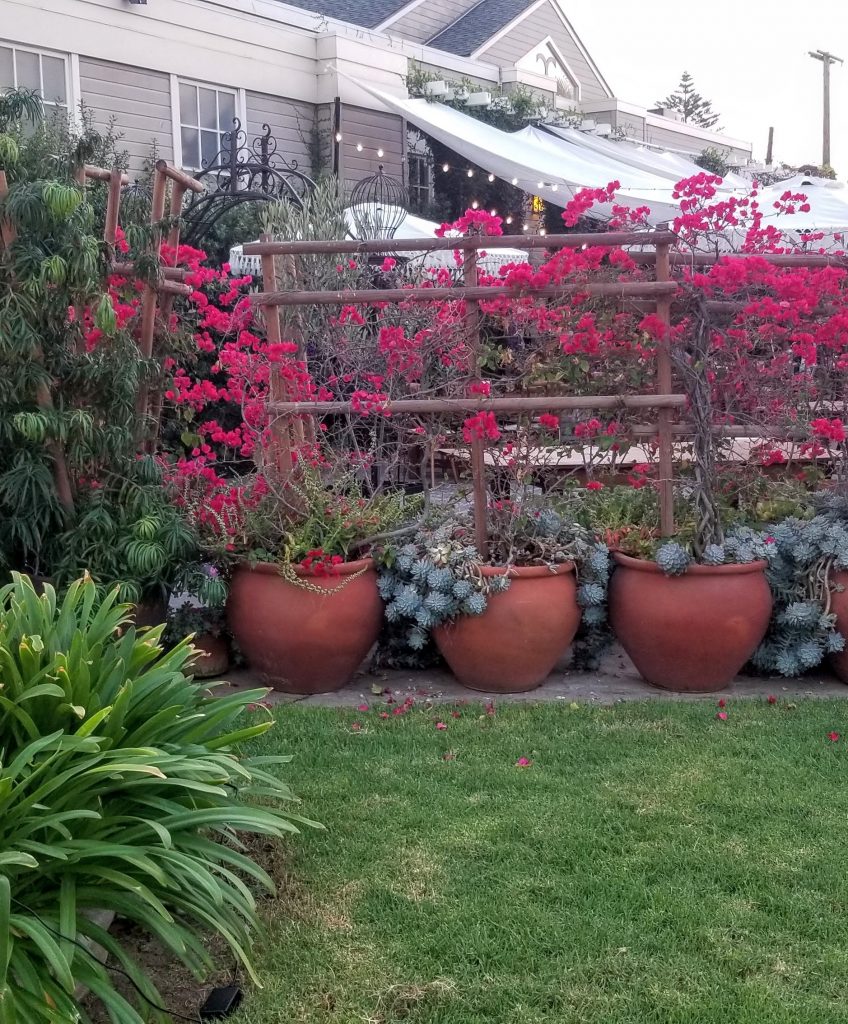 Garden by the C garden