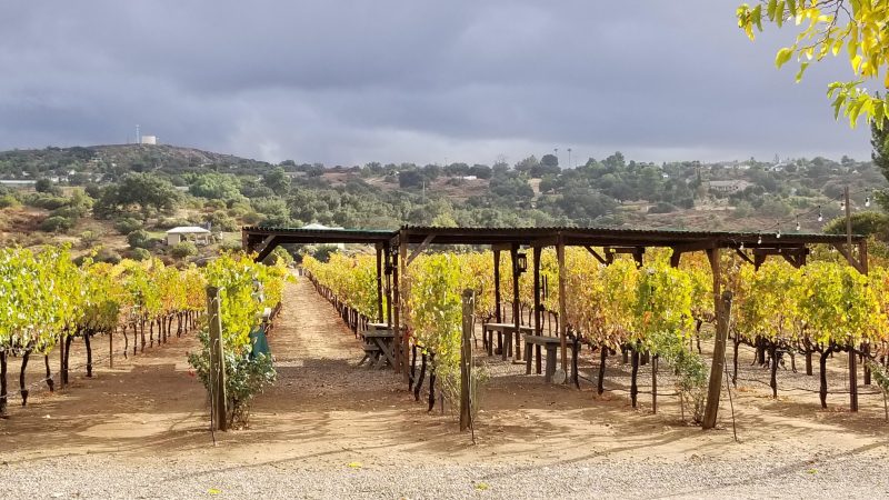 Hatfield Creek vineyards in the fall 