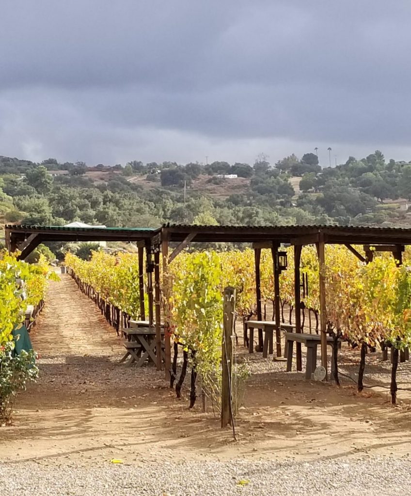 Hatfield Creek vineyards in the fall
