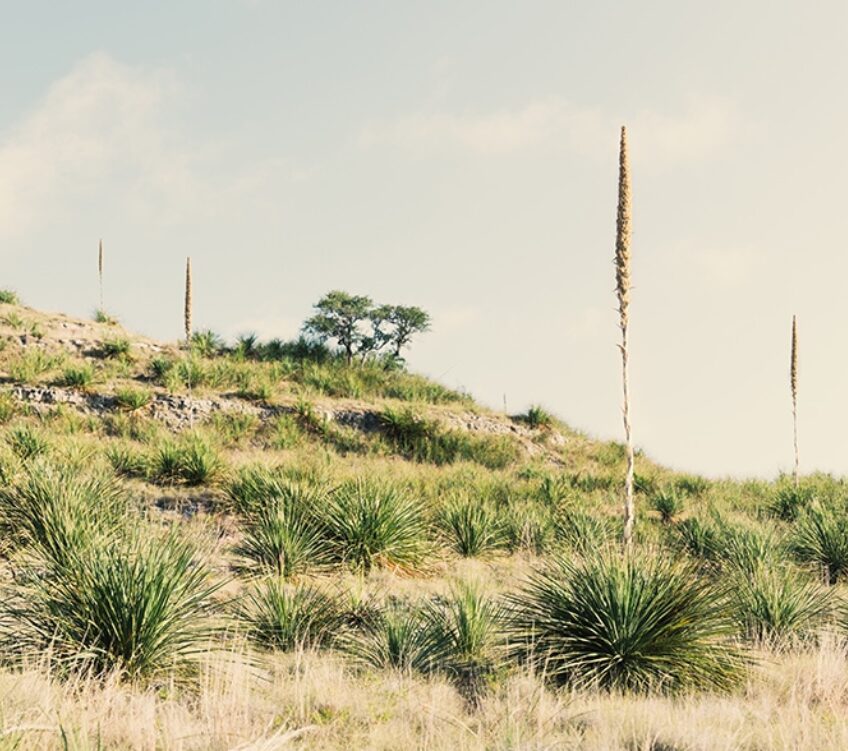 Wild Sotol plants