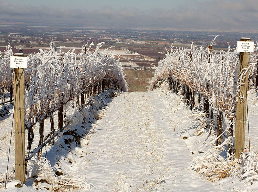 Winter in the Vineyards