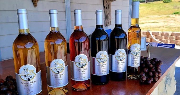 Today's line-up of wines at Scenic Valley Winery