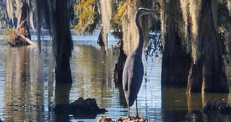 Blu Heron at a Bayou in Lafayette Louisiana