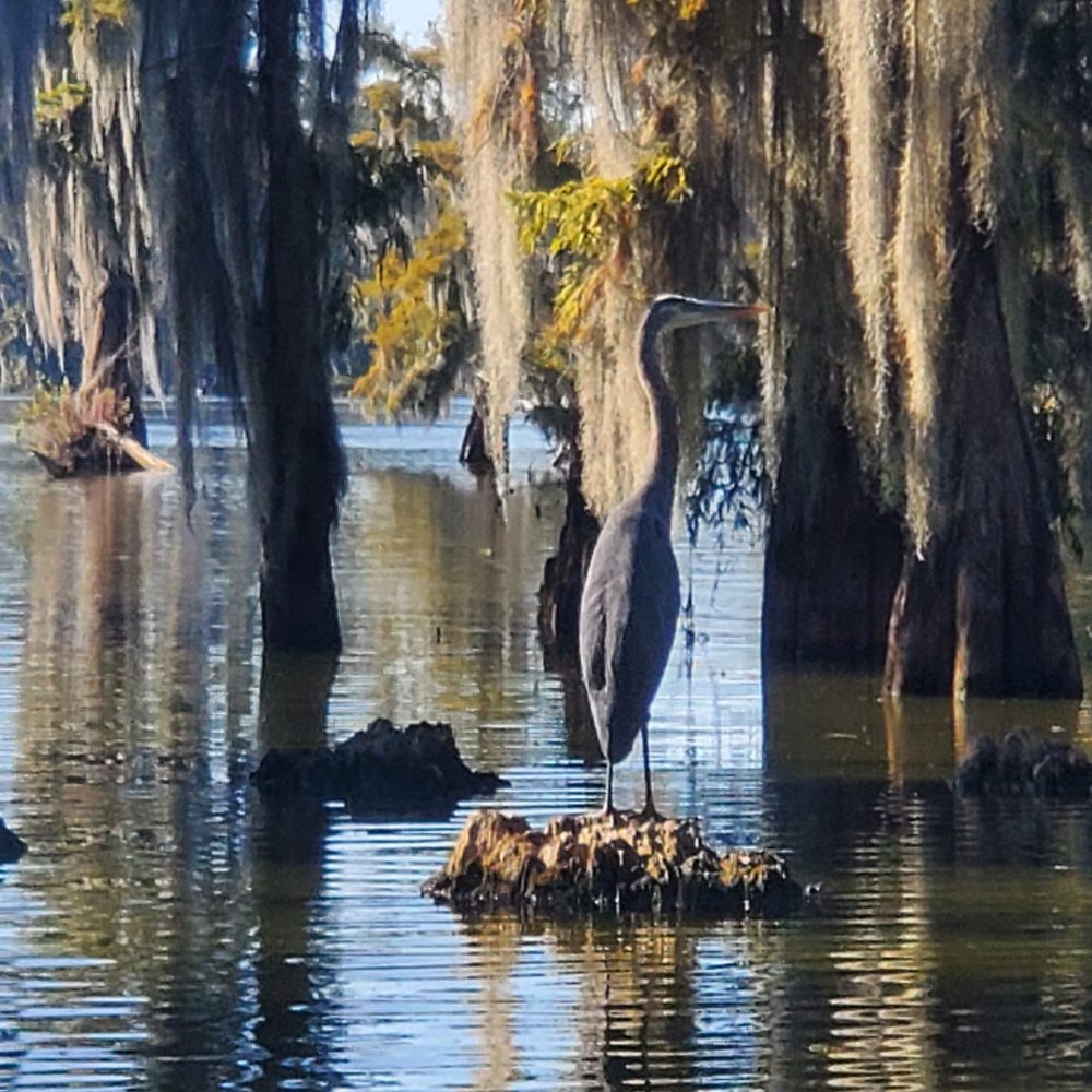 20251015_101347 Blu Heron at a Bayou in Lafayette Louisiana